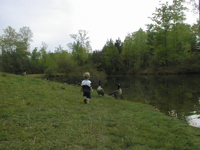 geese