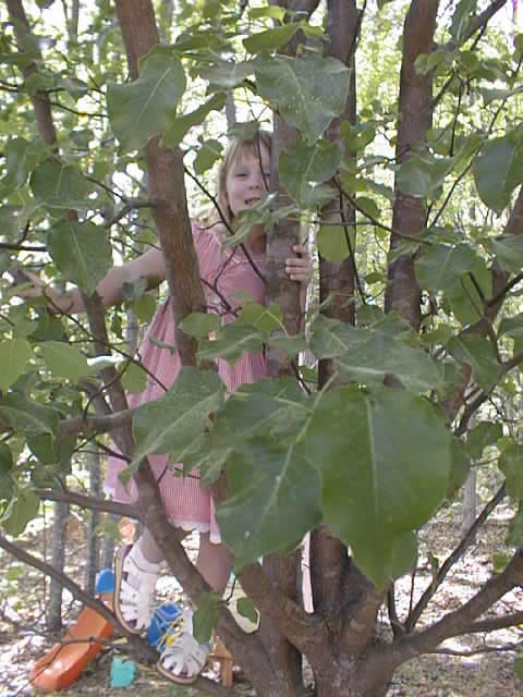 tree climbing